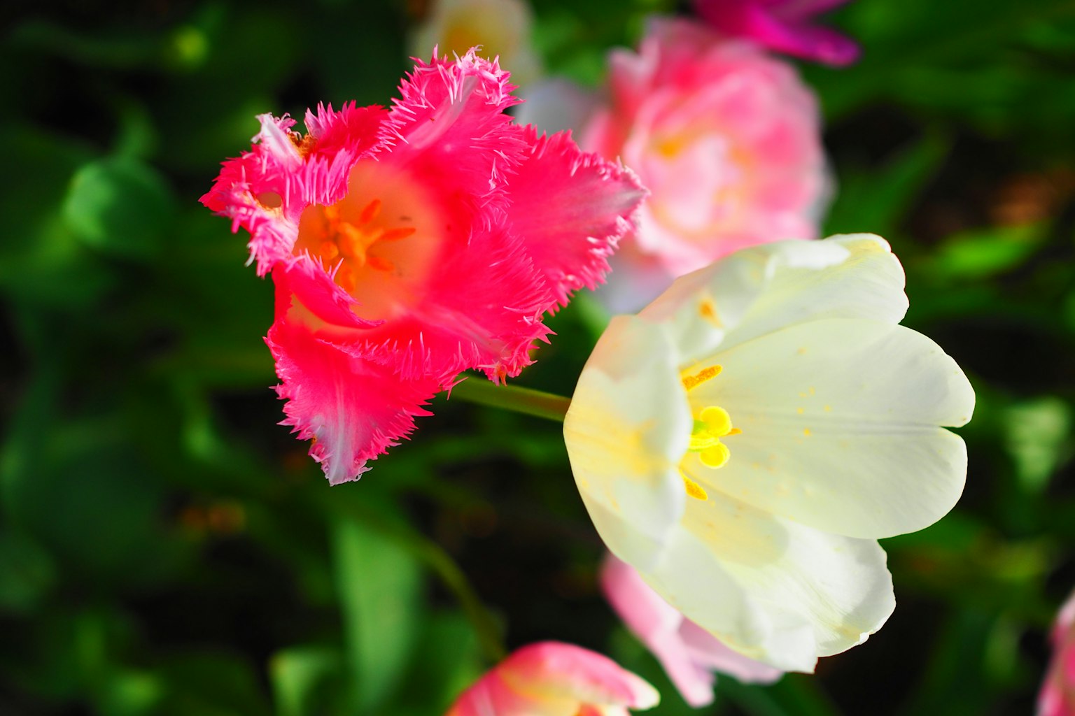 Tulipanes vibrantes en flor con flores rosas y blancas destacadas