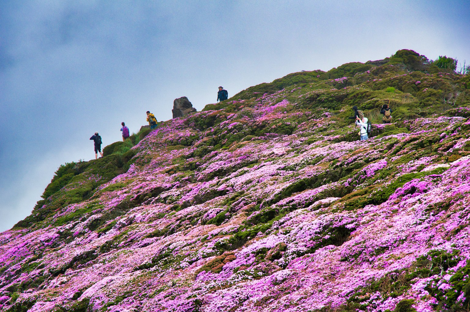 人們在覆蓋著美麗粉色花朵的山坡上徒步旅行