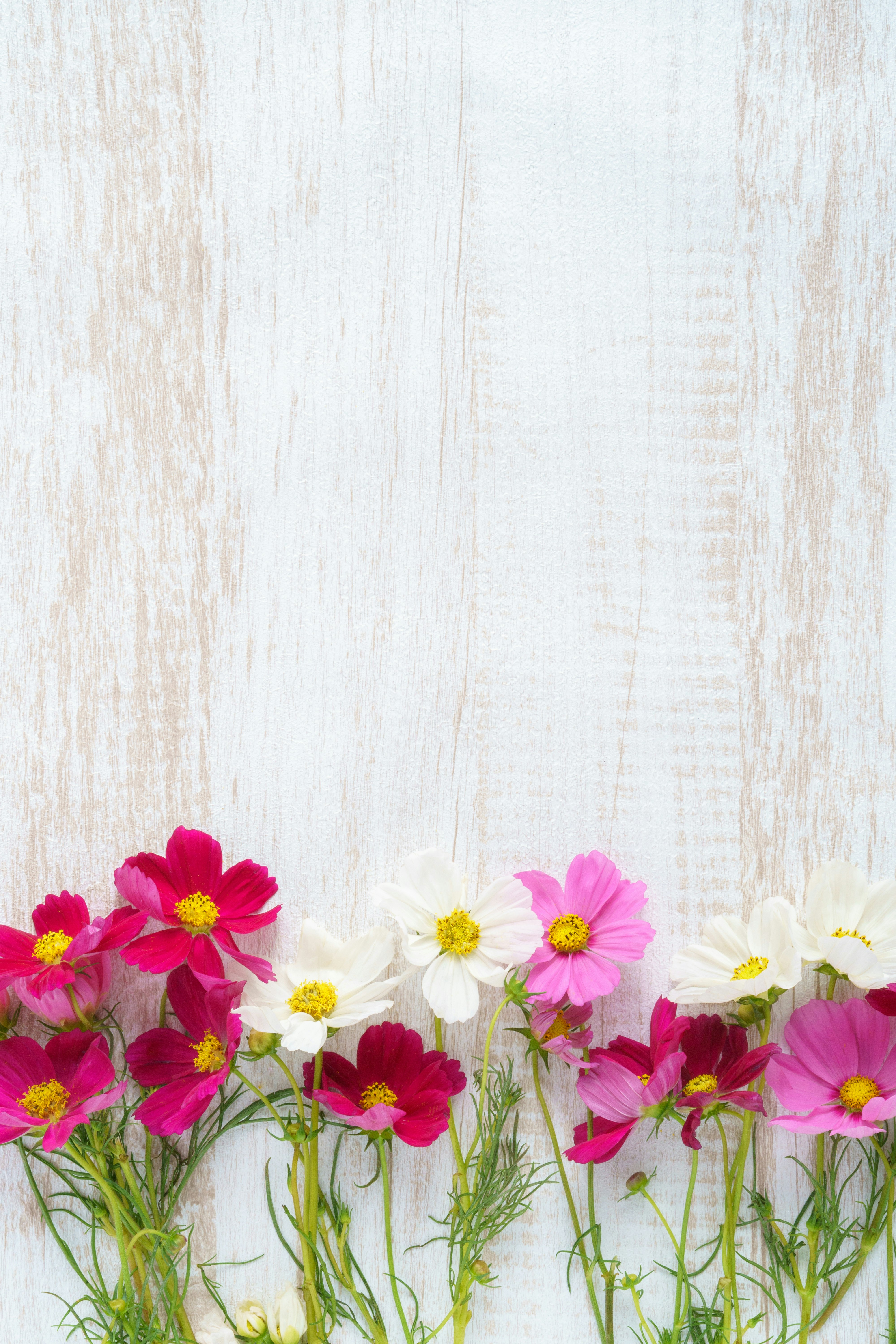 白い壁に寄り添う色鮮やかなコスモスの花