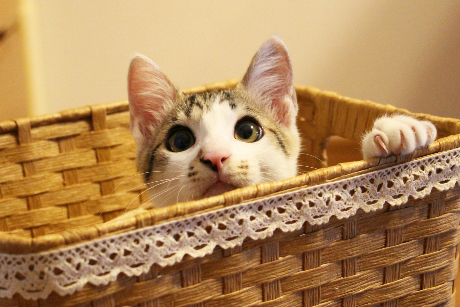 Un chaton blanc et gris surpris regardant depuis un panier tissé