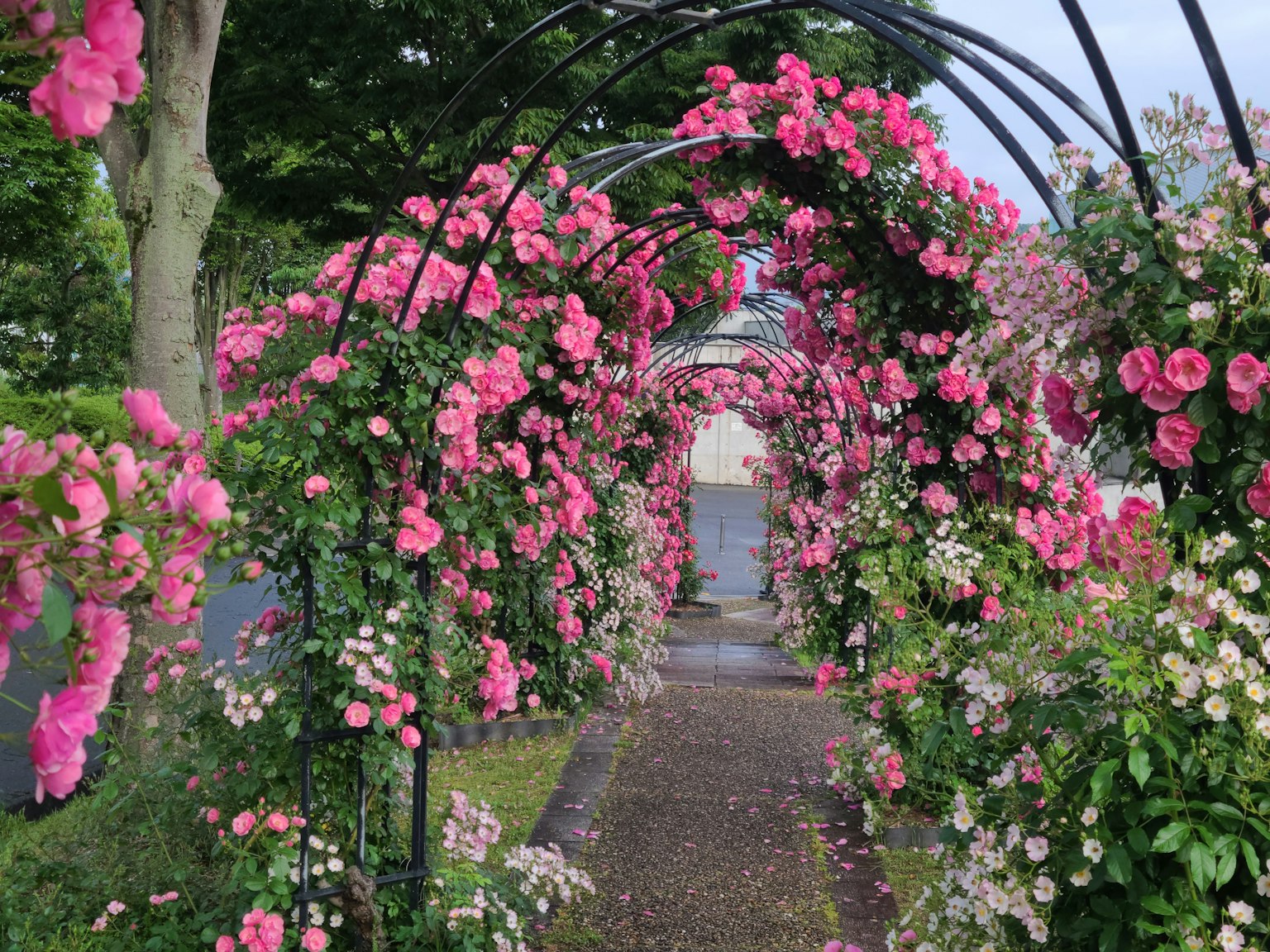Schöner Weg, bedeckt mit rosa Rosen