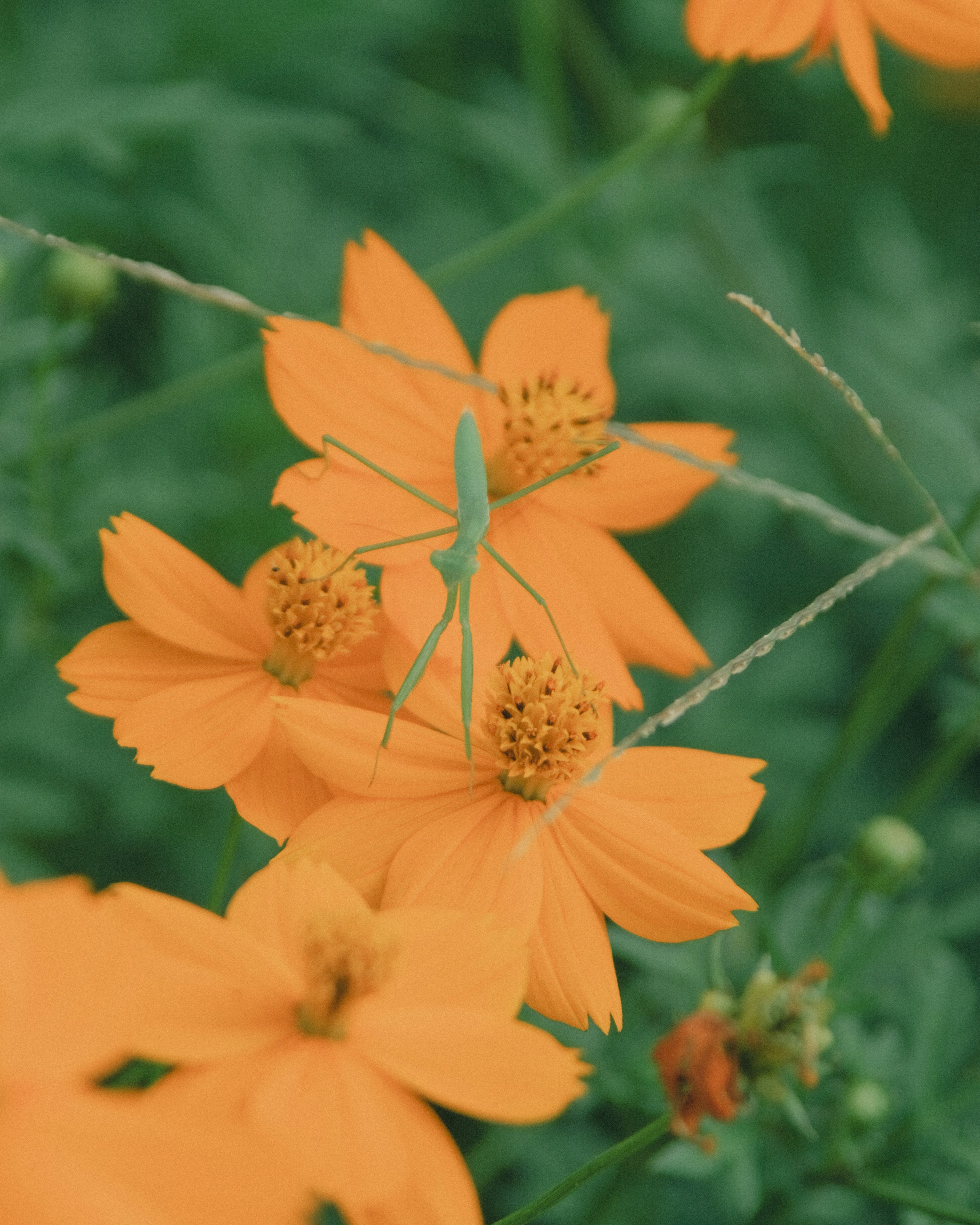 オレンジ色の花が咲く草地のマクロ画像