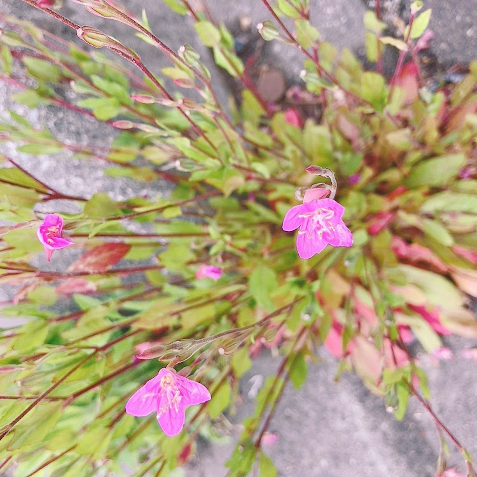 Cluster of small pink flowers surrounded by green leaves