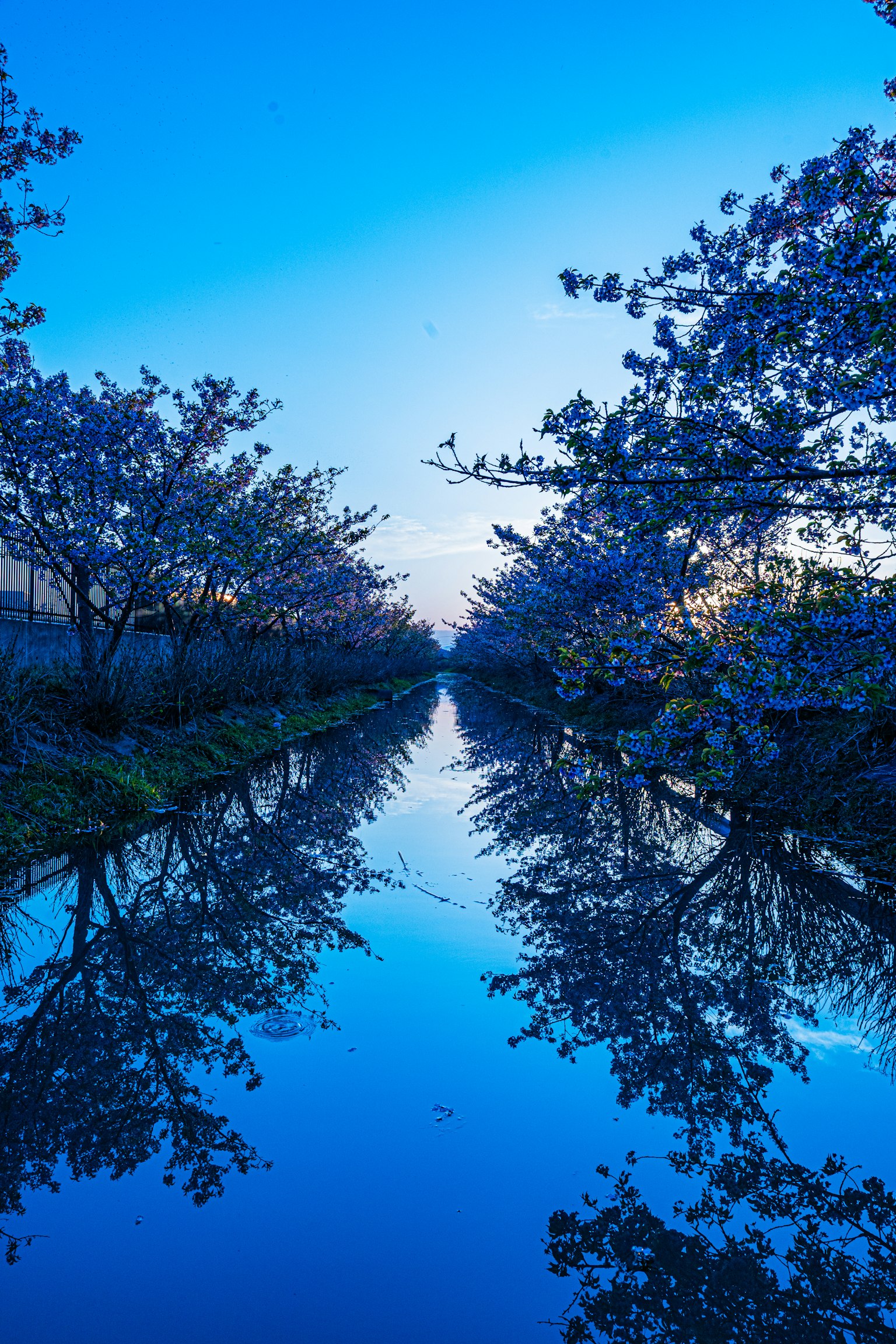 Malersicher Blick auf Kirschbäume entlang eines Flusses, der den blauen Himmel spiegelt