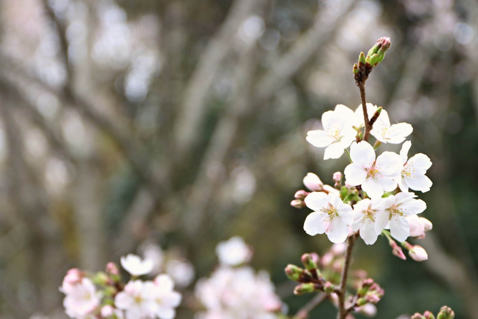 Fiori di ciliegio bianchi e boccioli in fiore con alberi sfocati sullo sfondo