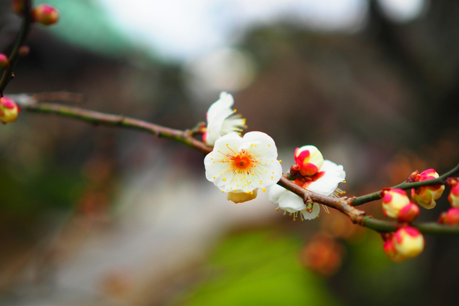 Una rama de flores de ciruelo con flores blancas y botones rojos