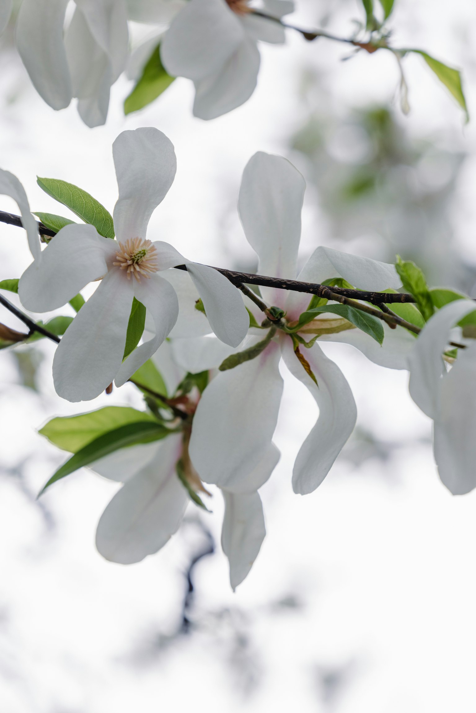Gros plan de fleurs blanches et de feuilles vertes sur une branche