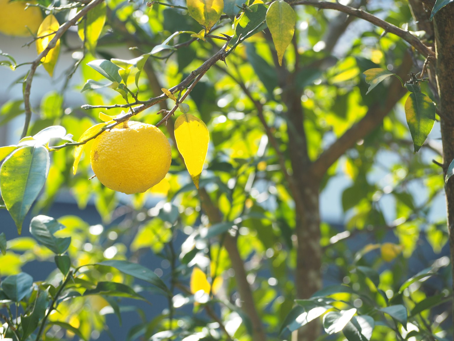 Imagen de un limonero con limones amarillos brillantes colgando entre hojas verdes