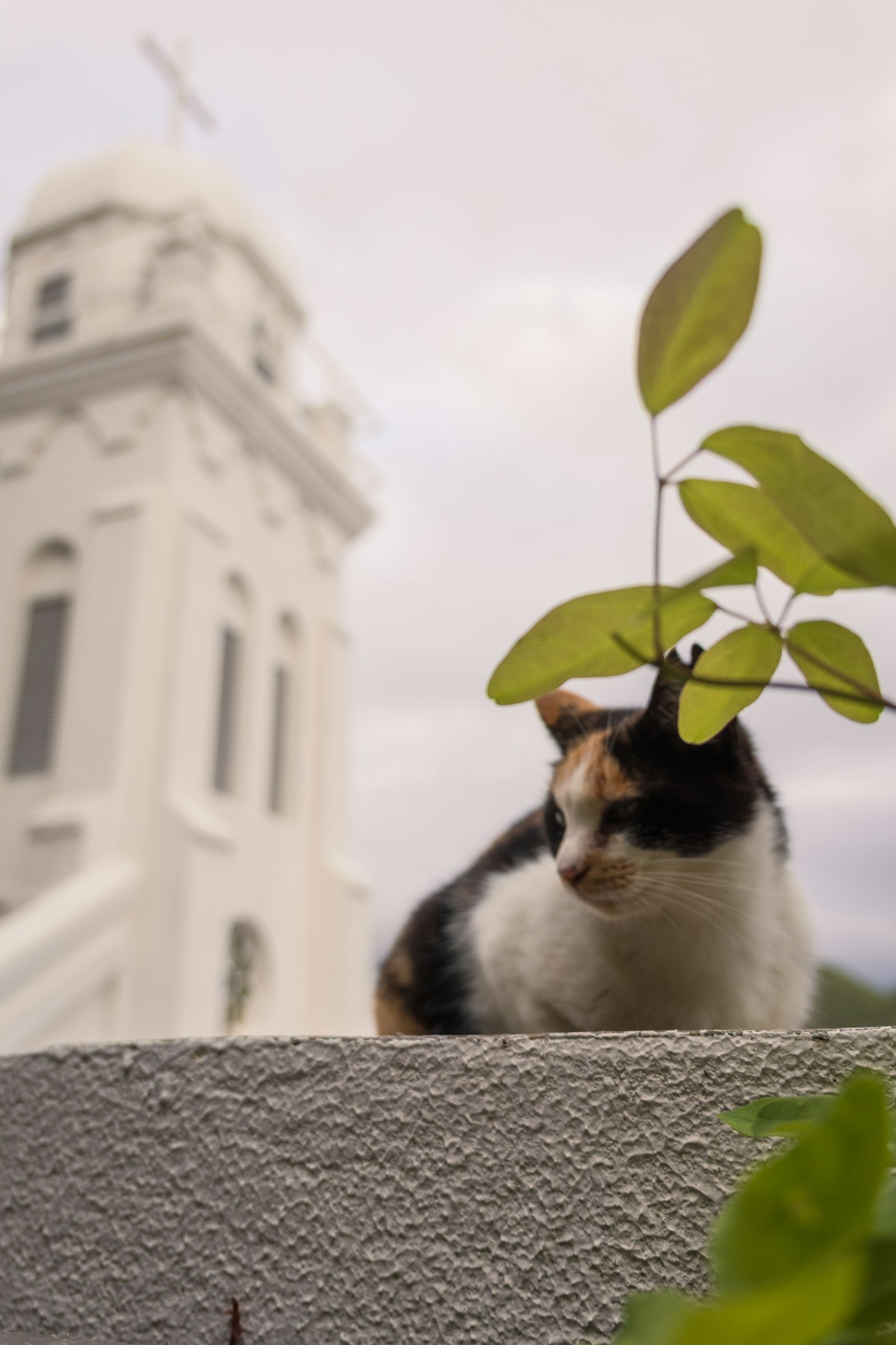Chat calico reposant sur un mur avec une église blanche en arrière-plan