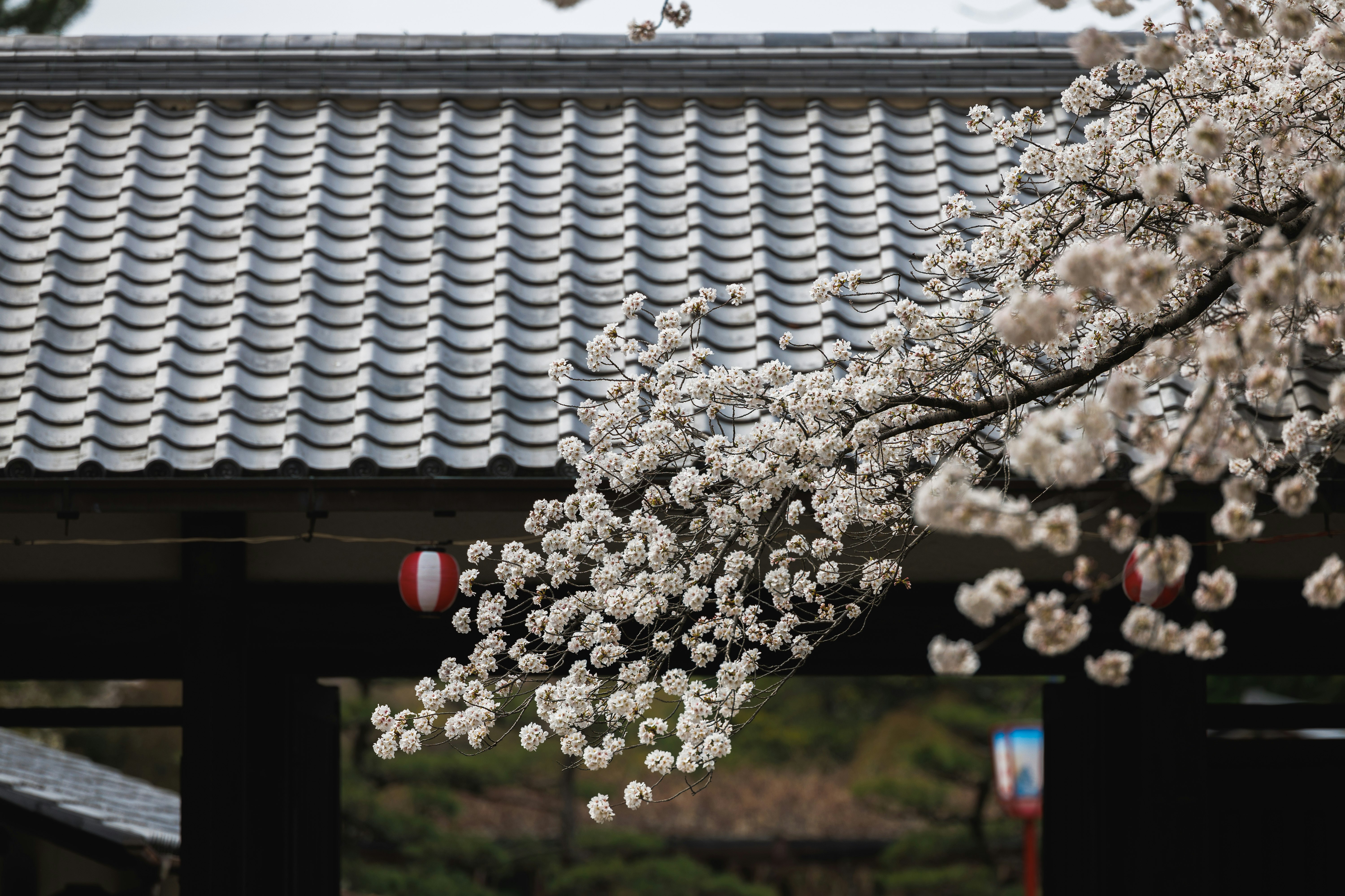 名古屋城的瓦屋頂與櫻花枝相映