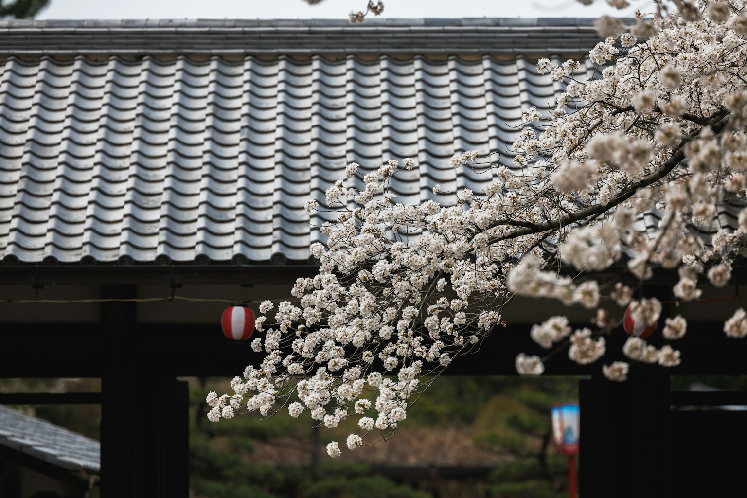 View of cherry blossoms near a tiled roof