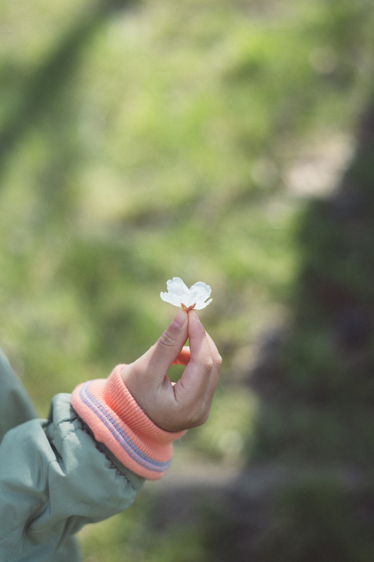 Anak memegang bunga sakura