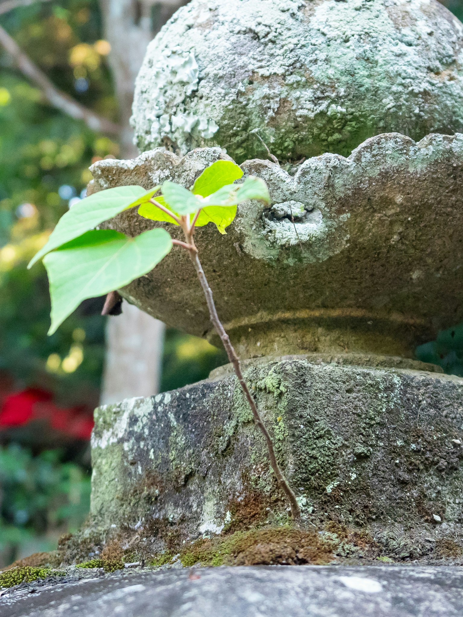 Small green leaf growing on an old stone lantern