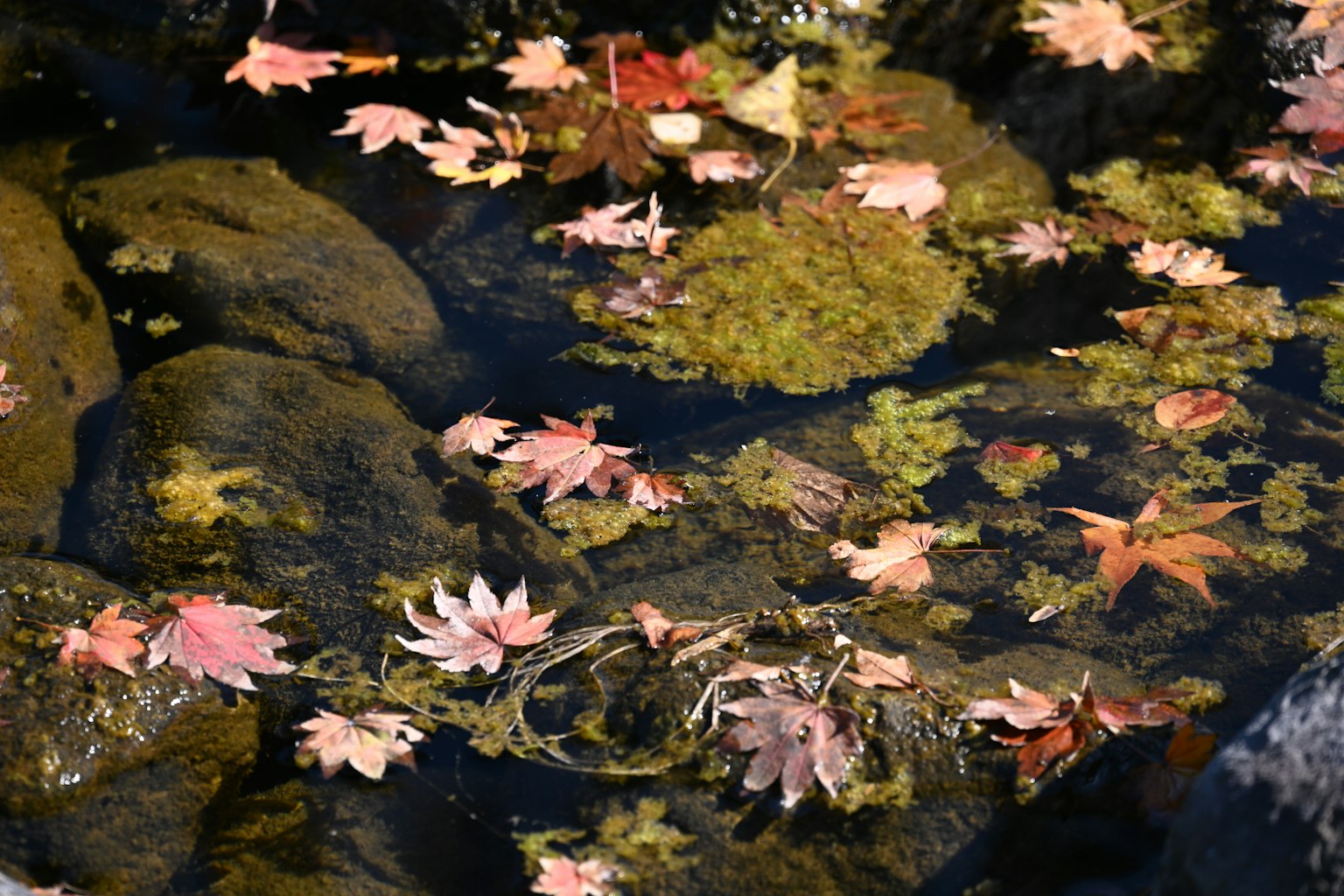 秋葉漂浮在水面上的場景與水生植物
