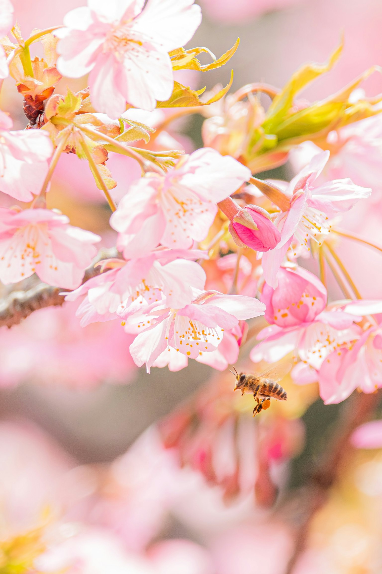樱花和蜜蜂的春季场景