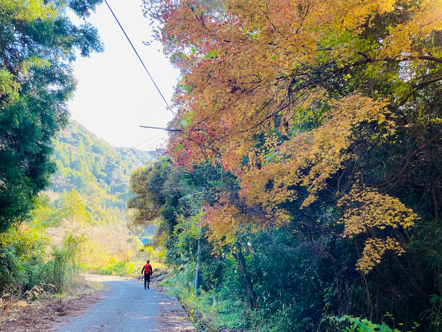 A person walking along a quiet road surrounded by colorful trees