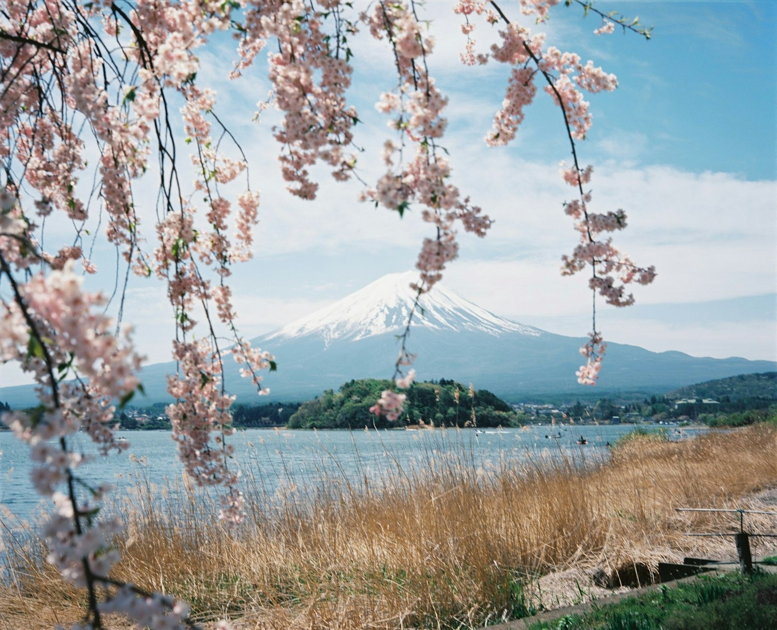 Fiori di ciliegio che incorniciano una bella vista del Monte Fuji