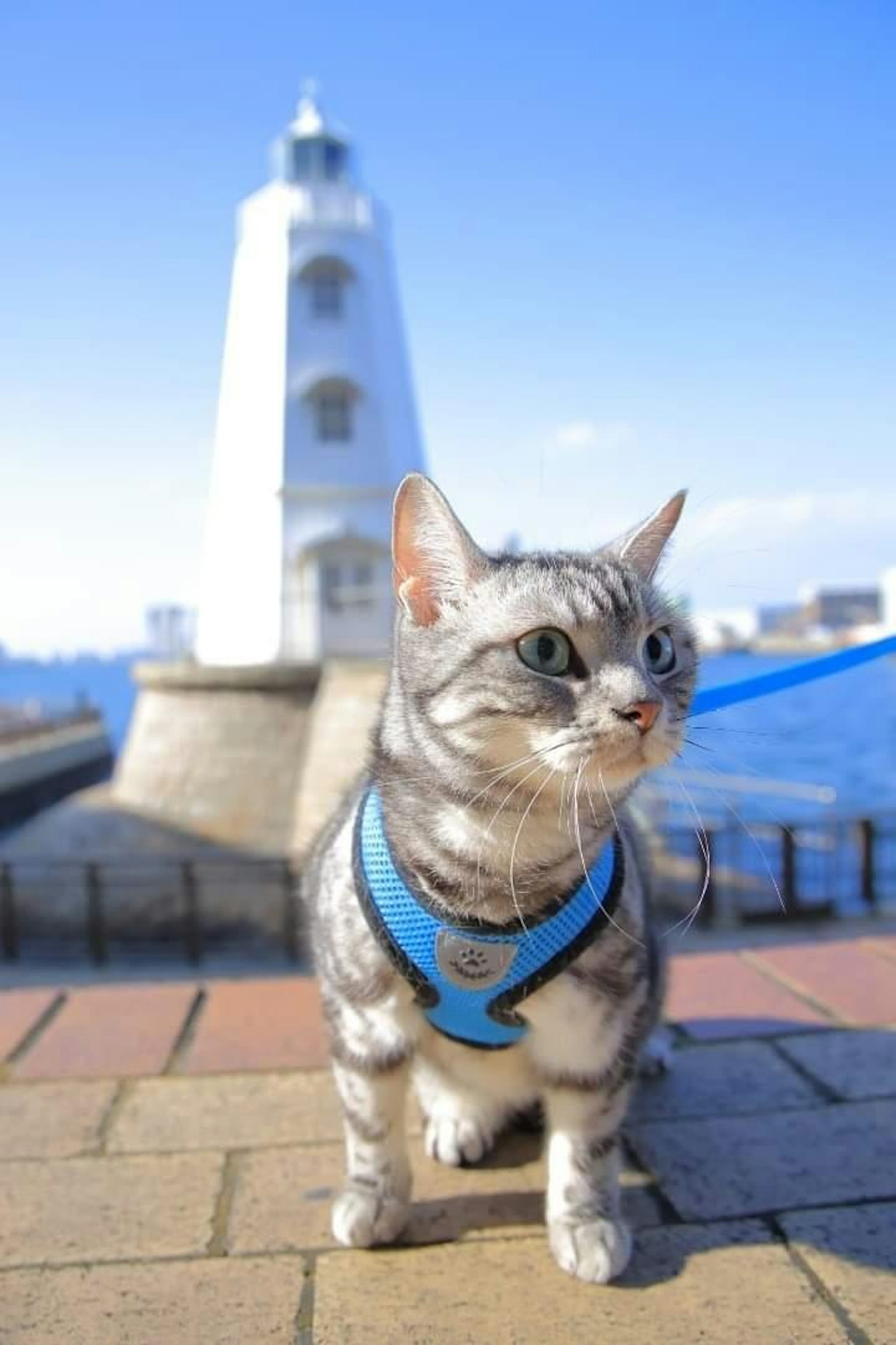 一只穿着蓝色背带的猫坐在灯塔前