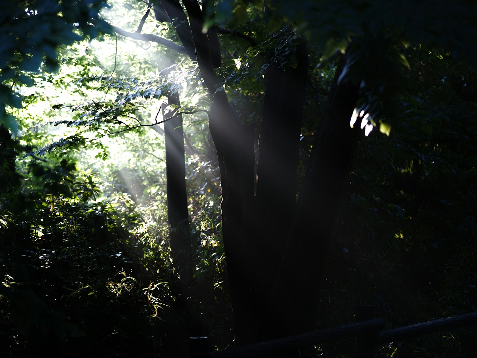 photo-Ig4306RkmNpUludvYLWe-image