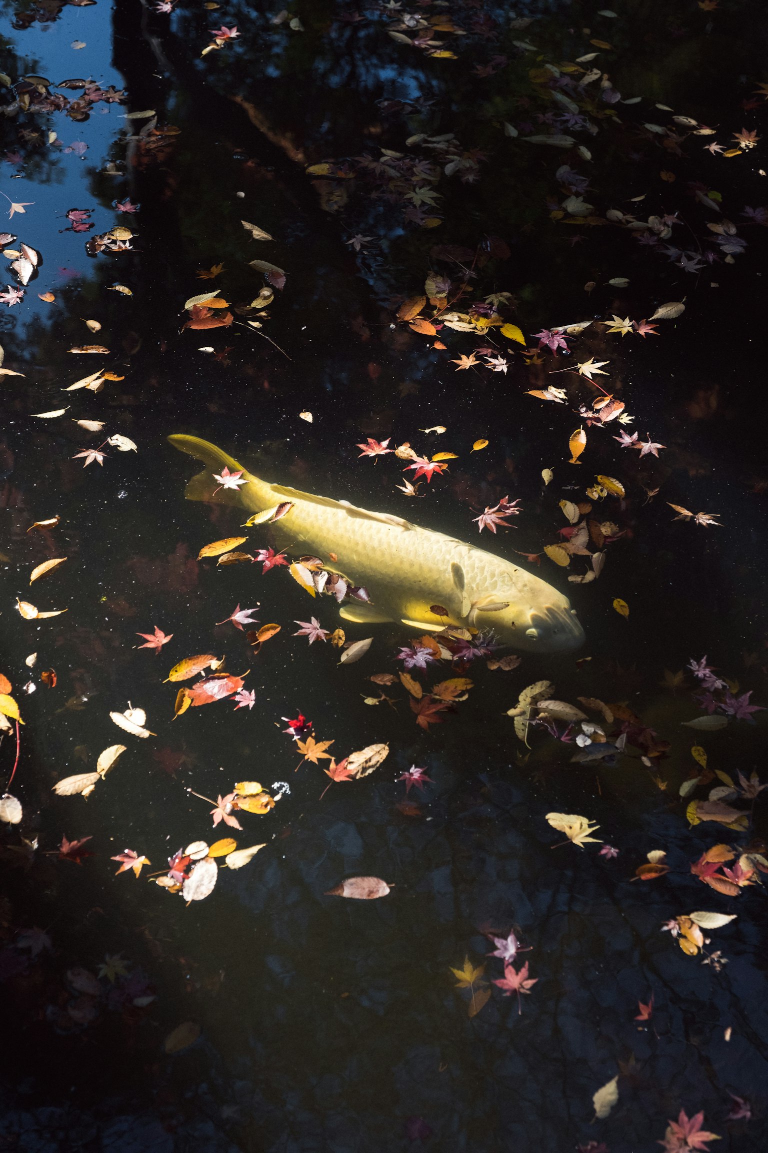 Yellow fish swimming in water surrounded by colorful autumn leaves