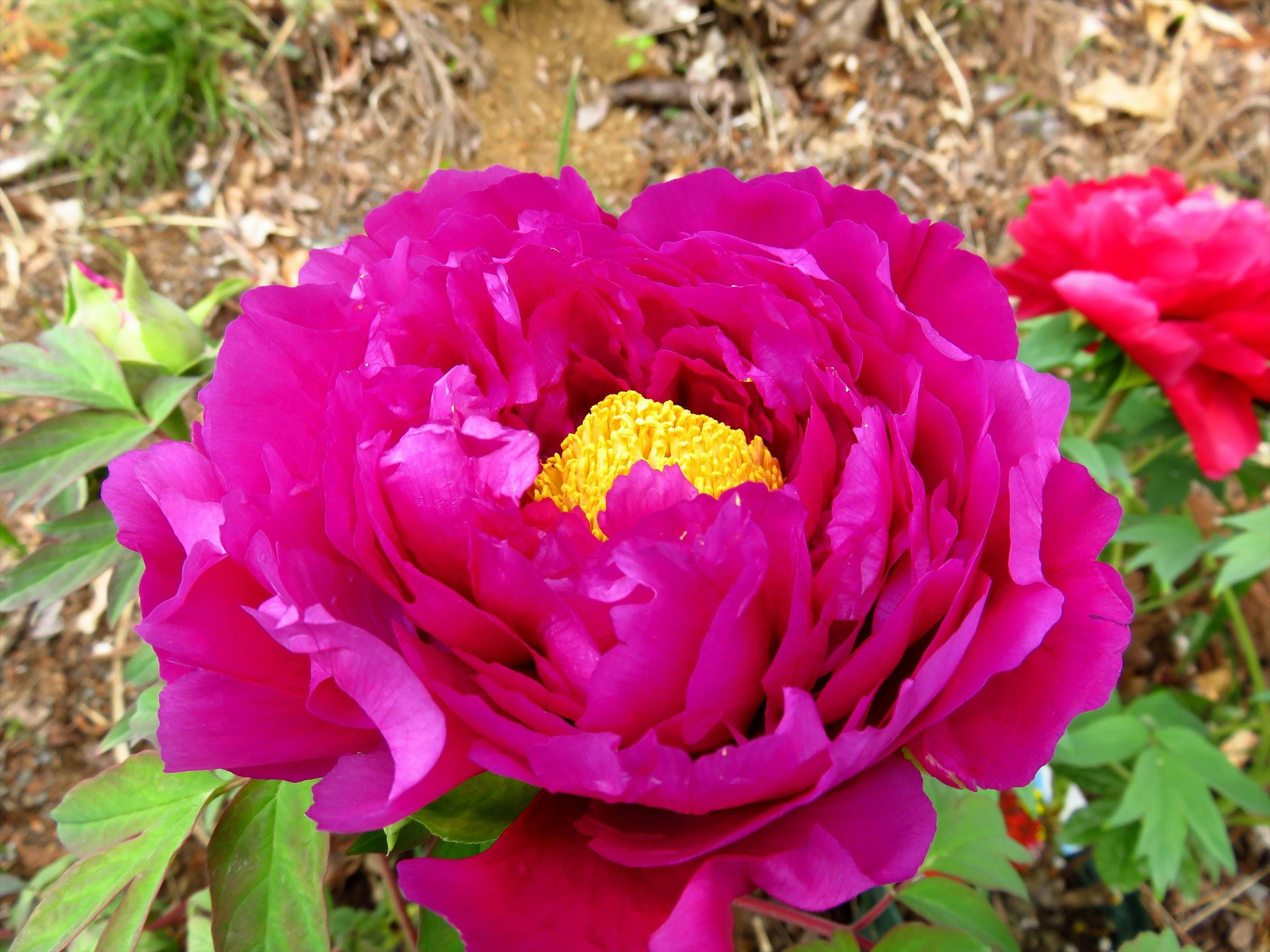 vivid pink peony-like flower in bloom