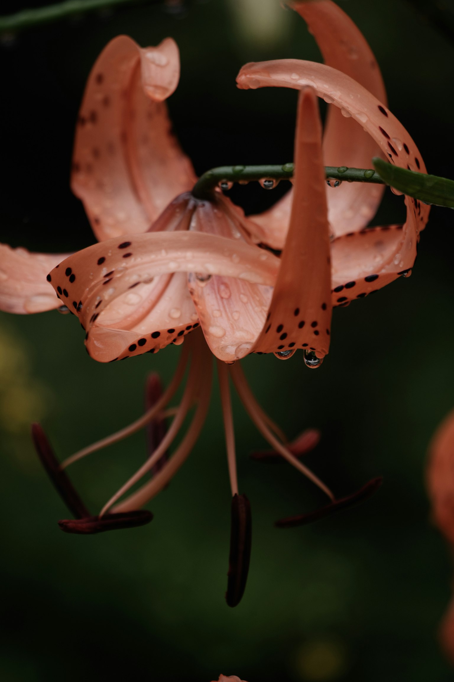Nahaufnahme einer rosa Lilie mit Wassertropfen