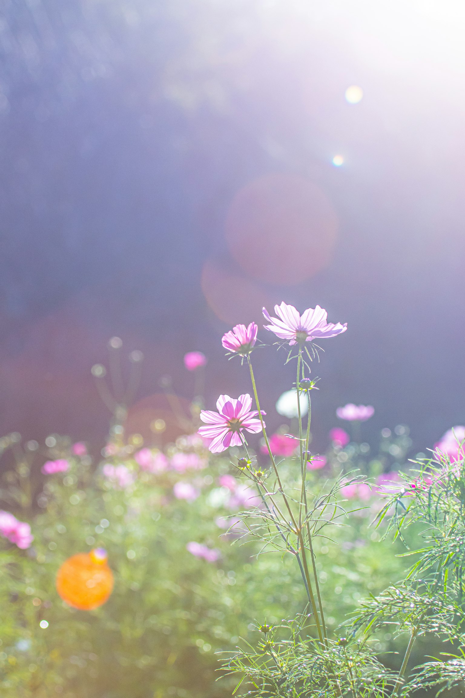 Hermosa escena de flores floreciendo en luz suave