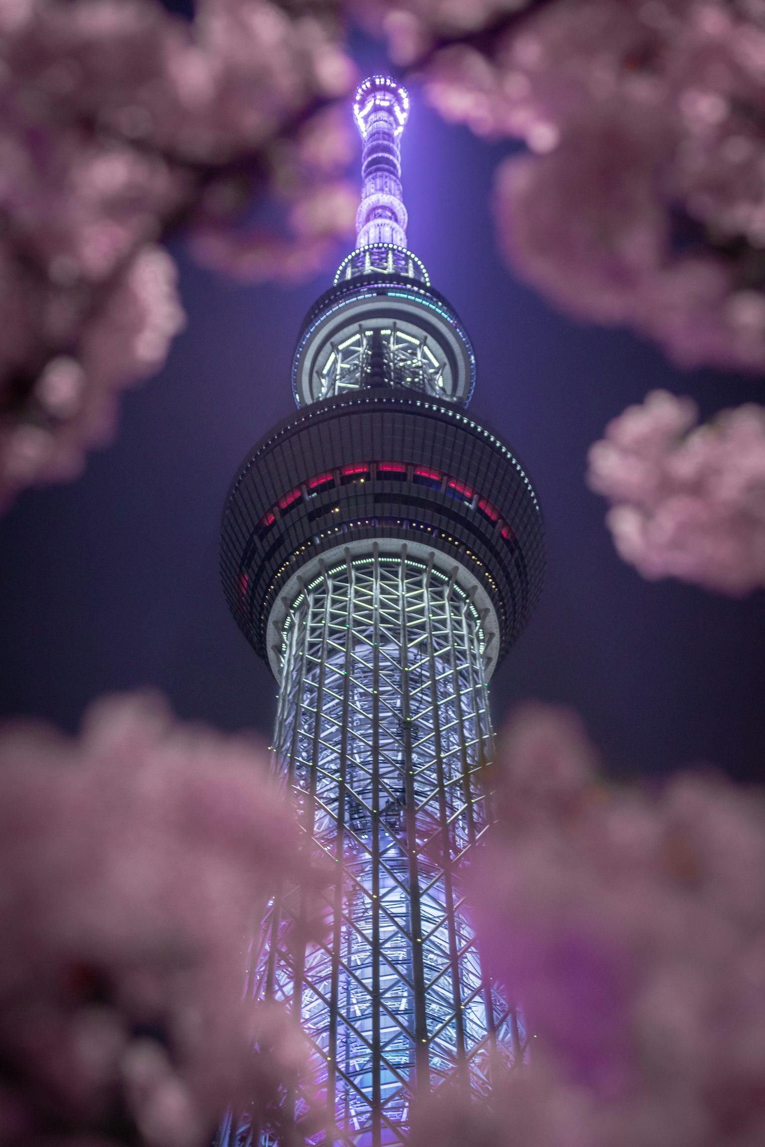 Tokyo Skytree bei Nacht beleuchtet umgeben von Kirschblüten