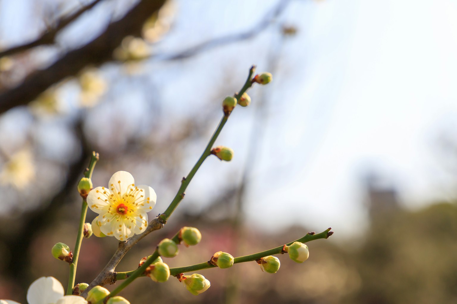 Gros plan d'une branche avec des fleurs blanches et des boutons