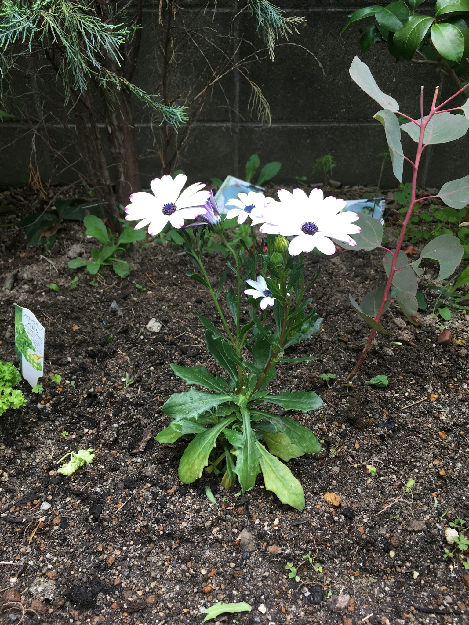 白色花朵的非洲菊在花园中盛开