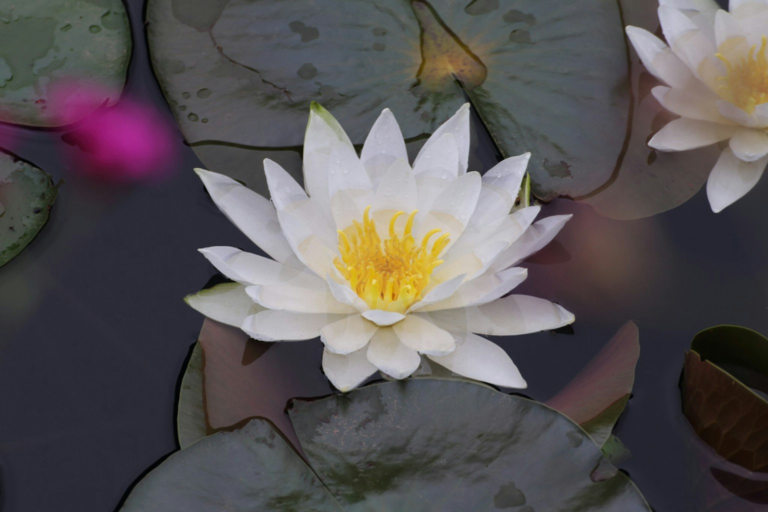 Fiore di ninfea bianco che galleggia sulla superficie con foglie verdi