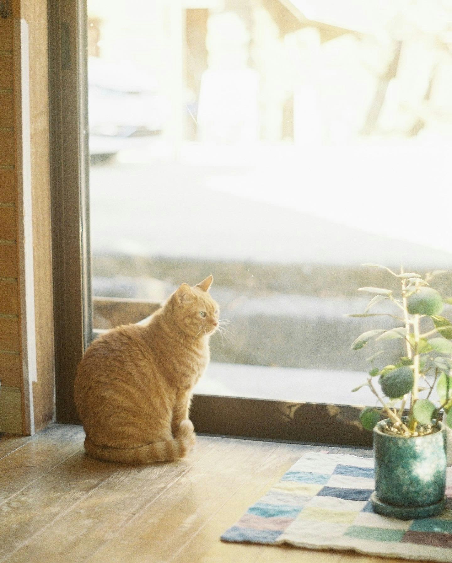 gato atigrado naranja sentado junto a una ventana