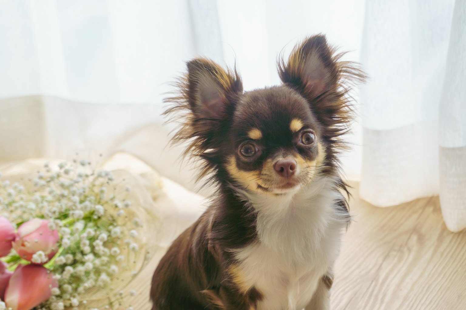 Ein brauner und weißer Chihuahua, der vor einem Vorhang posiert
