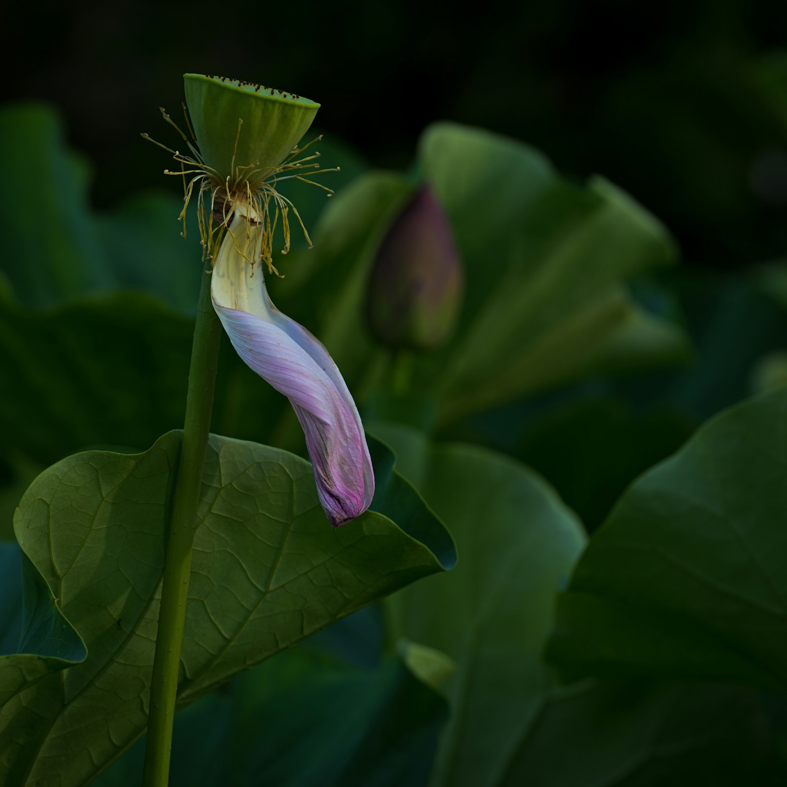 Bouton de fleur de lotus avec une touche de violet parmi des feuilles vertes