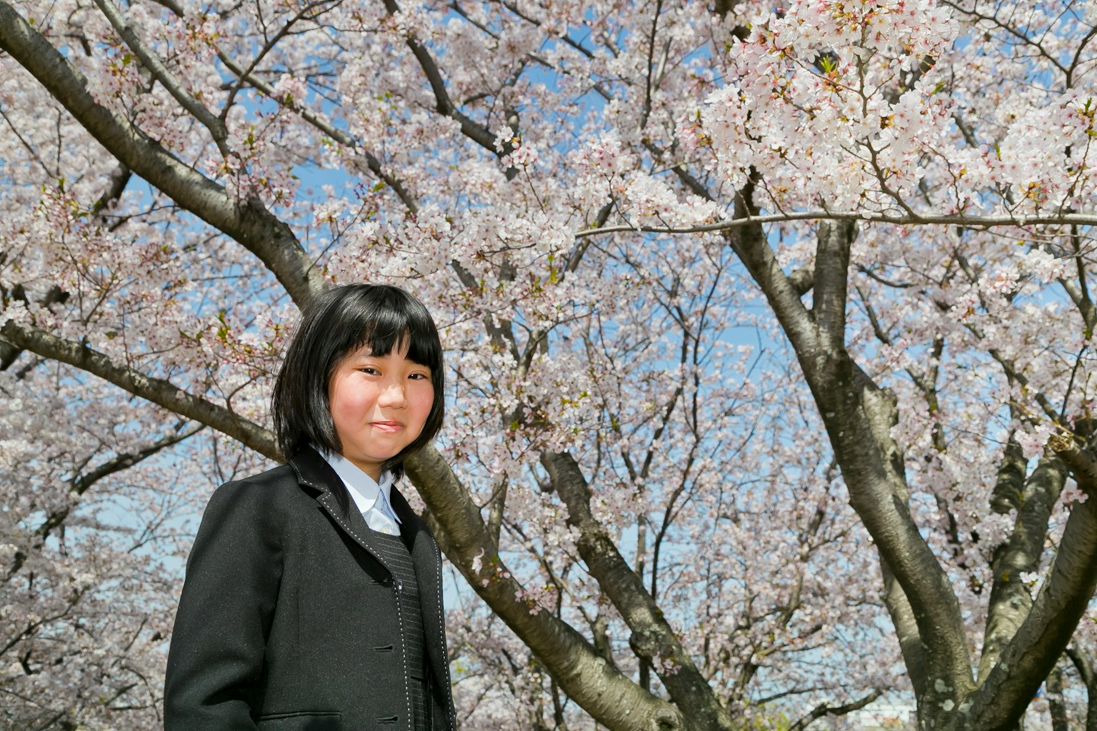 A girl standing in front of cherry blossom trees