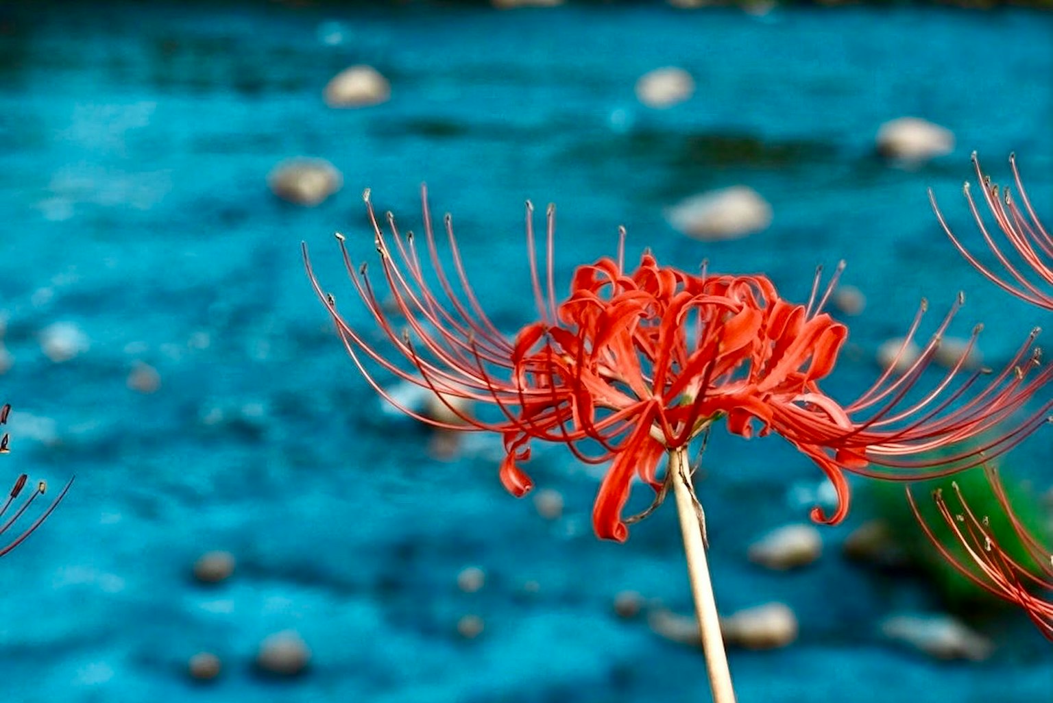 Nahaufnahme einer roten Spinnenblume vor einer blauen Wasseroberfläche