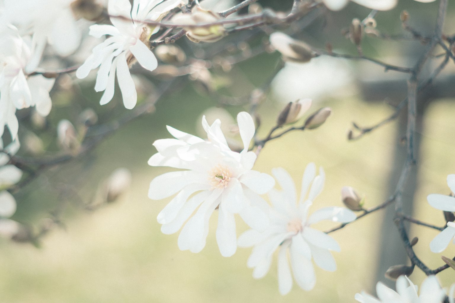 Close-up of white flowers blooming on branches with a soft background