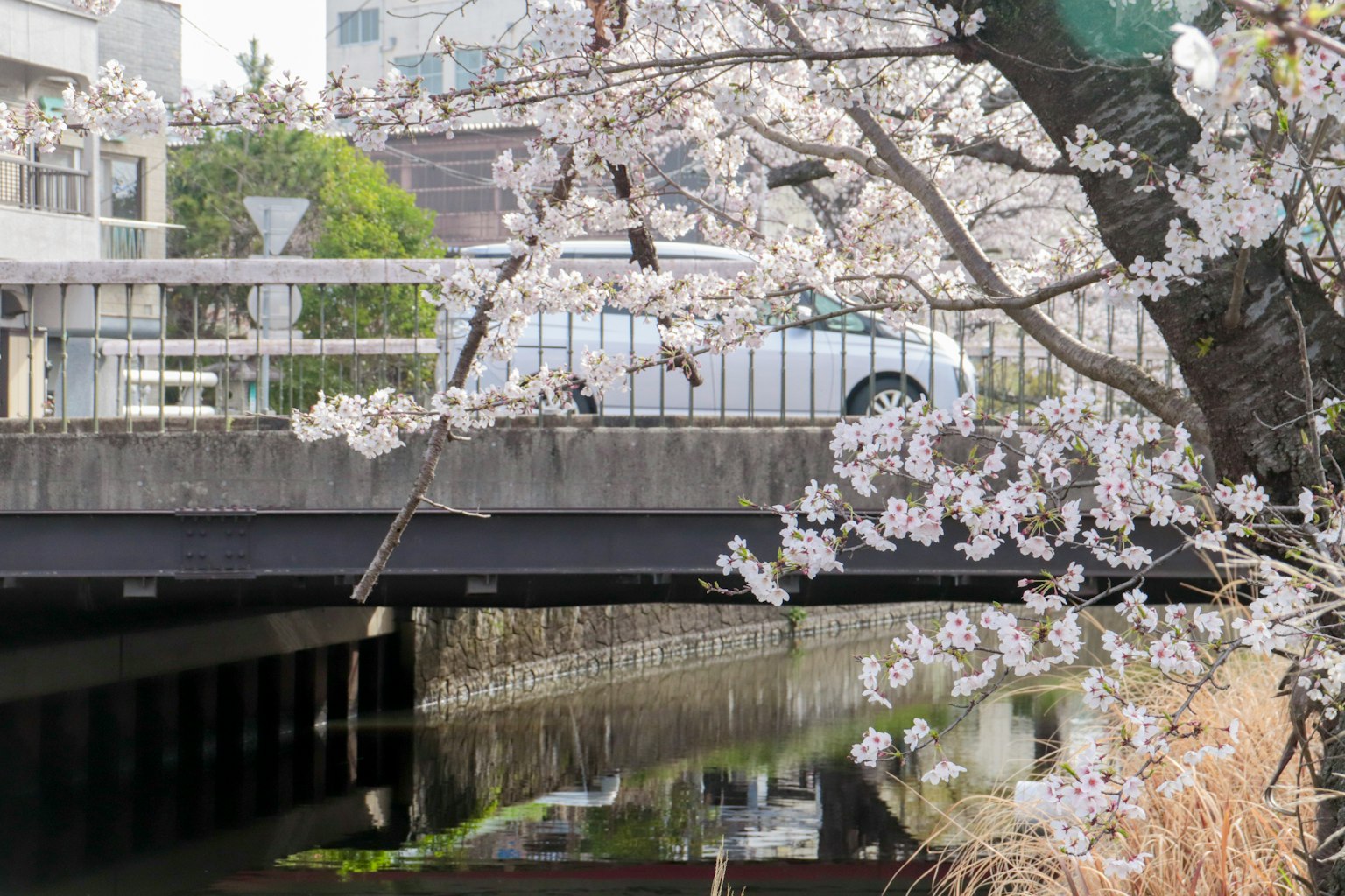 Jembatan di atas sungai dihiasi bunga sakura dan sebuah mobil