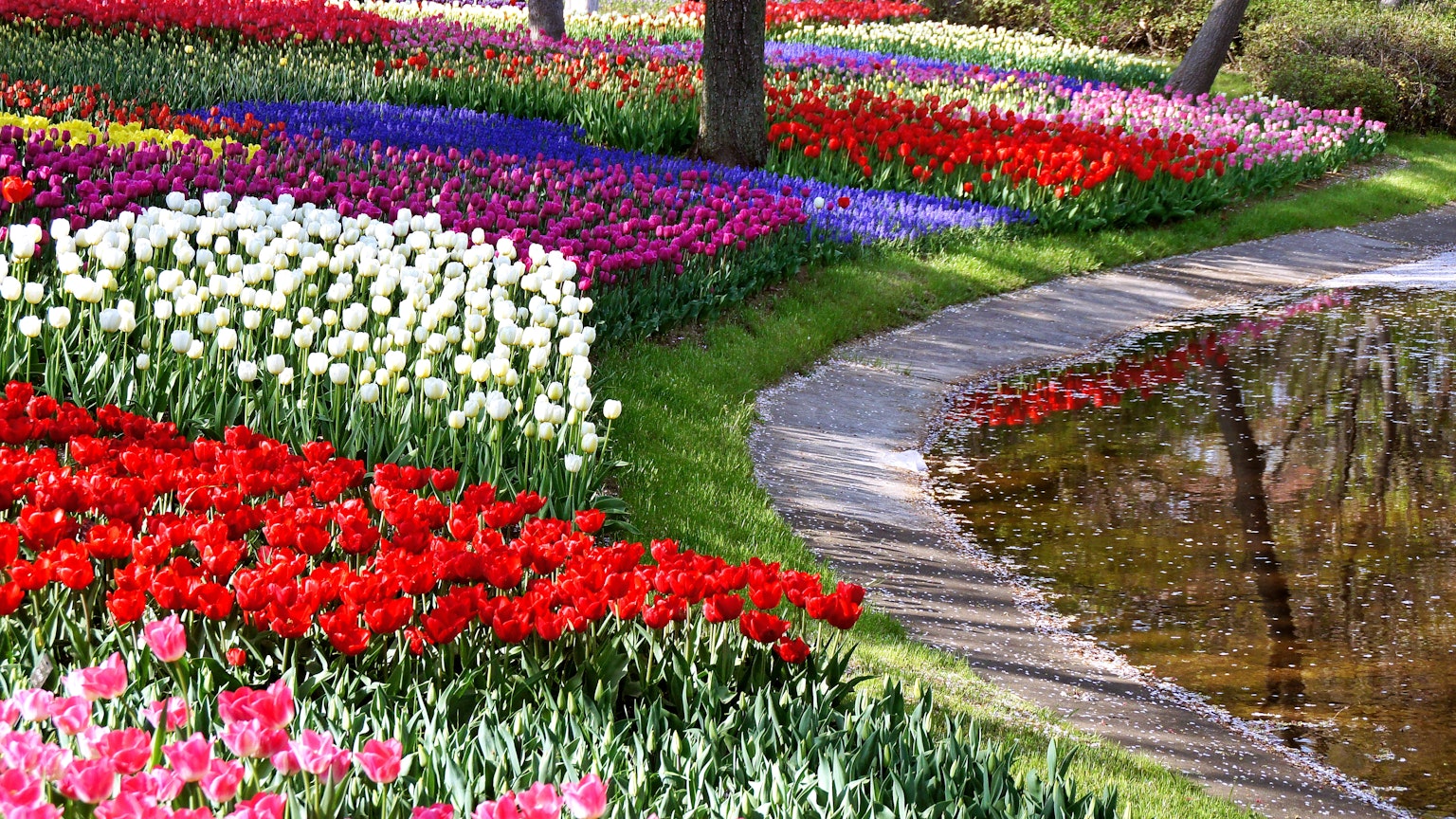 Eine lebendige Parklandschaft voller bunter Tulpen entlang eines gewundenen Weges und eines Teiches