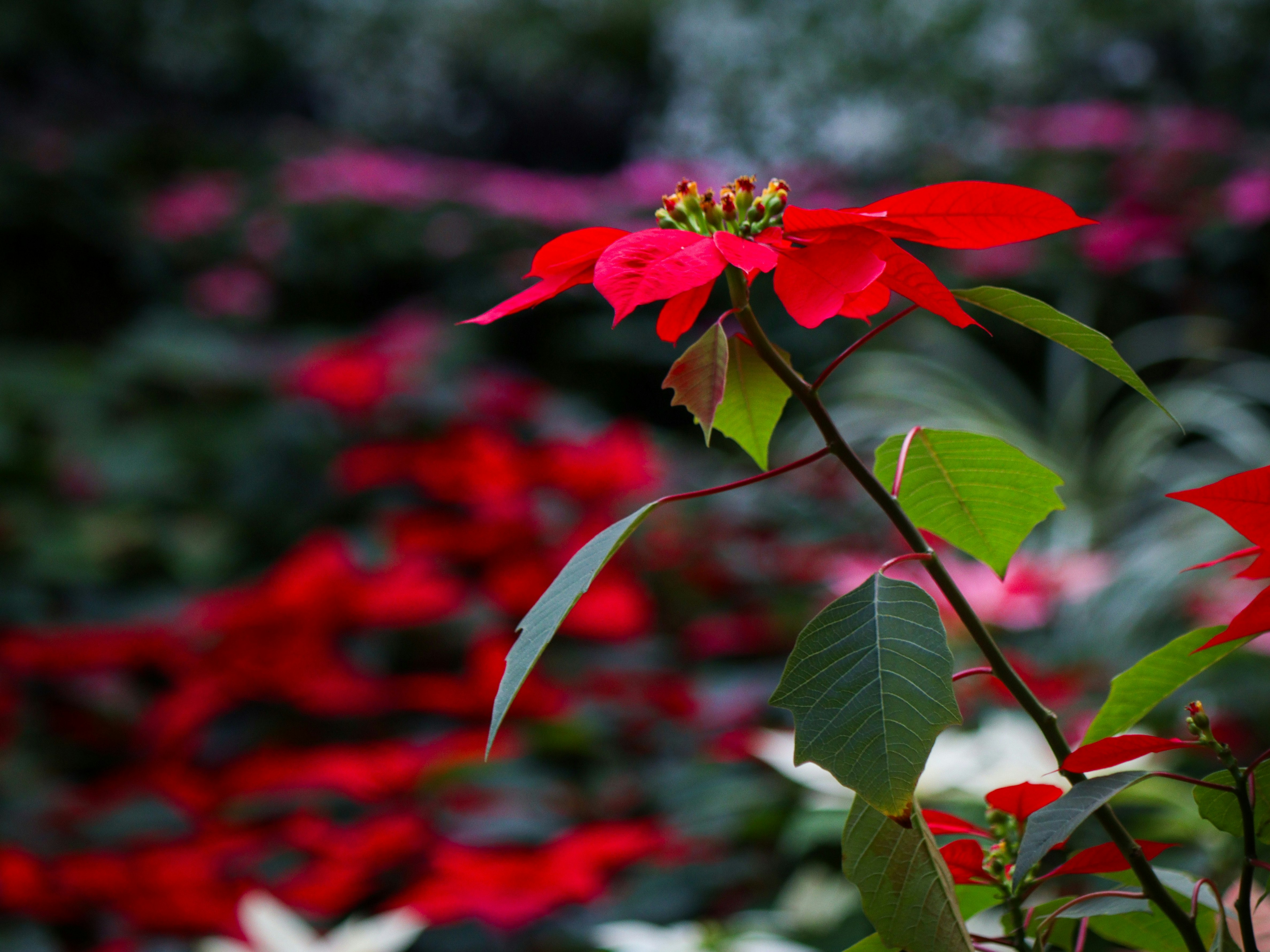 Gros plan sur des fleurs et feuilles de poinsettia rouge