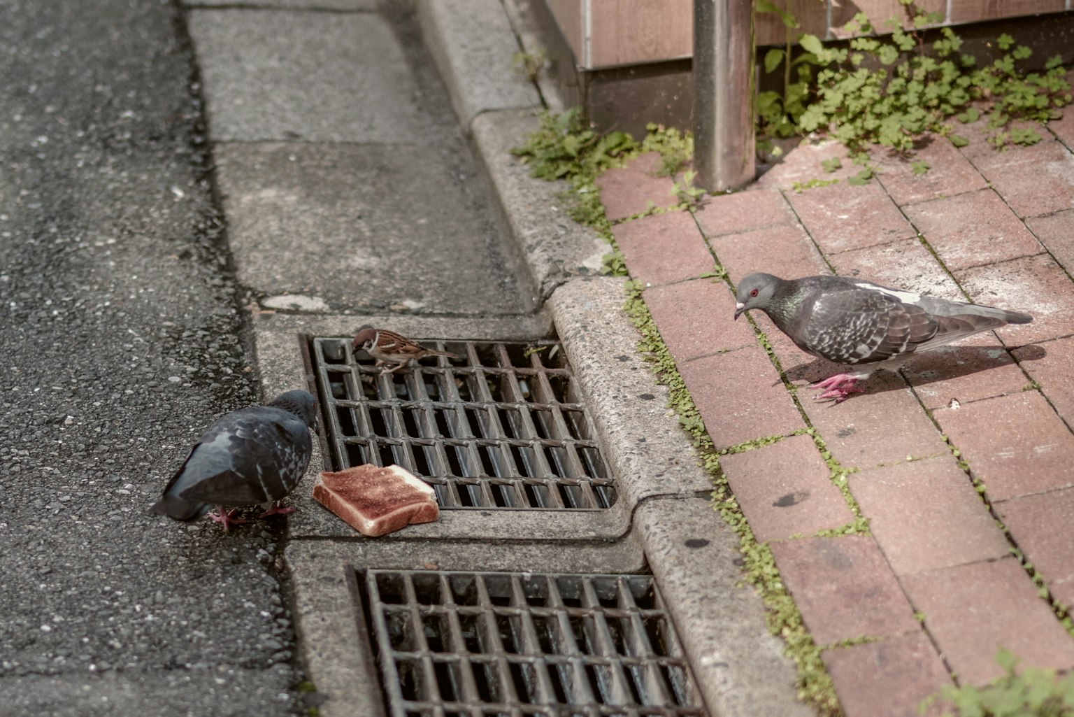 Dos palomas buscando comida en un callejón de la ciudad con un camino de ladrillos