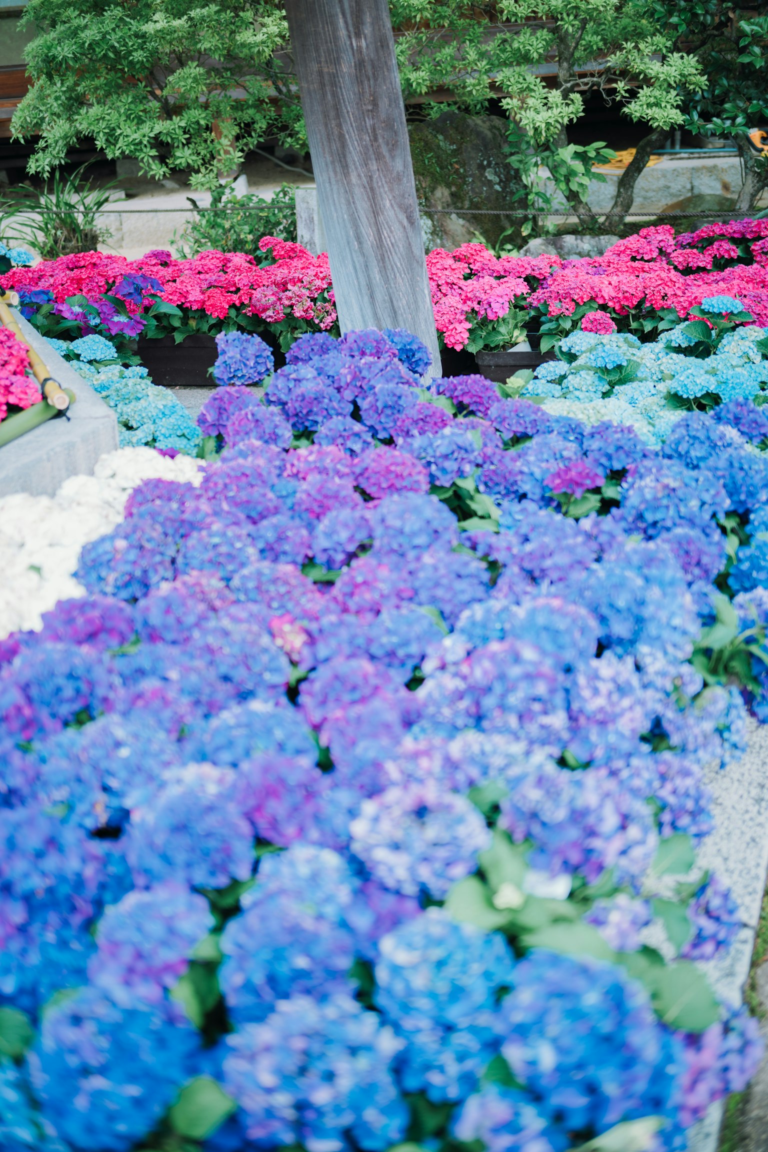 Pemandangan bunga hortensia yang berwarna-warni