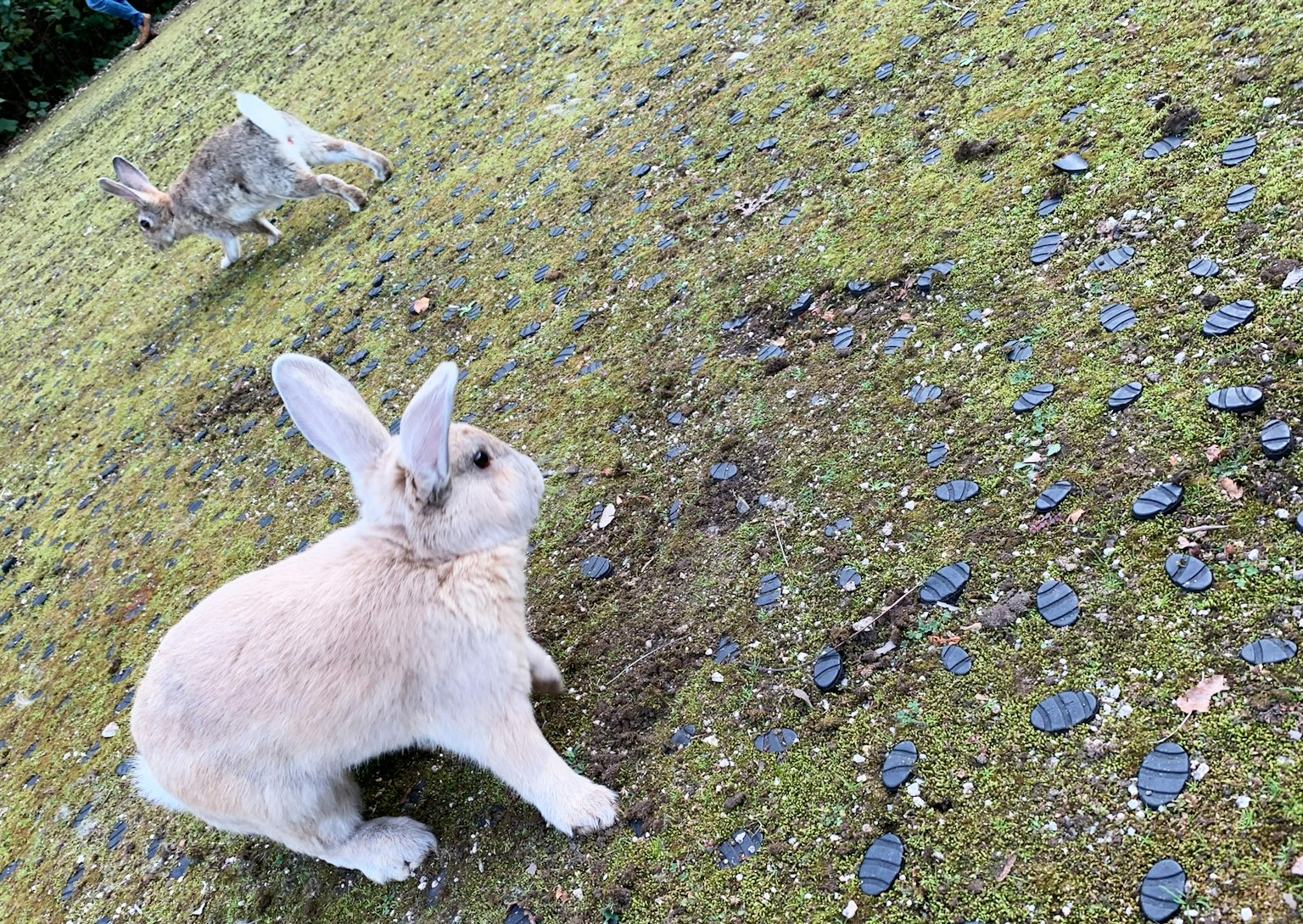 Ein weißer Hase sitzt auf dem Gras mit einem anderen Hasen im Hintergrund