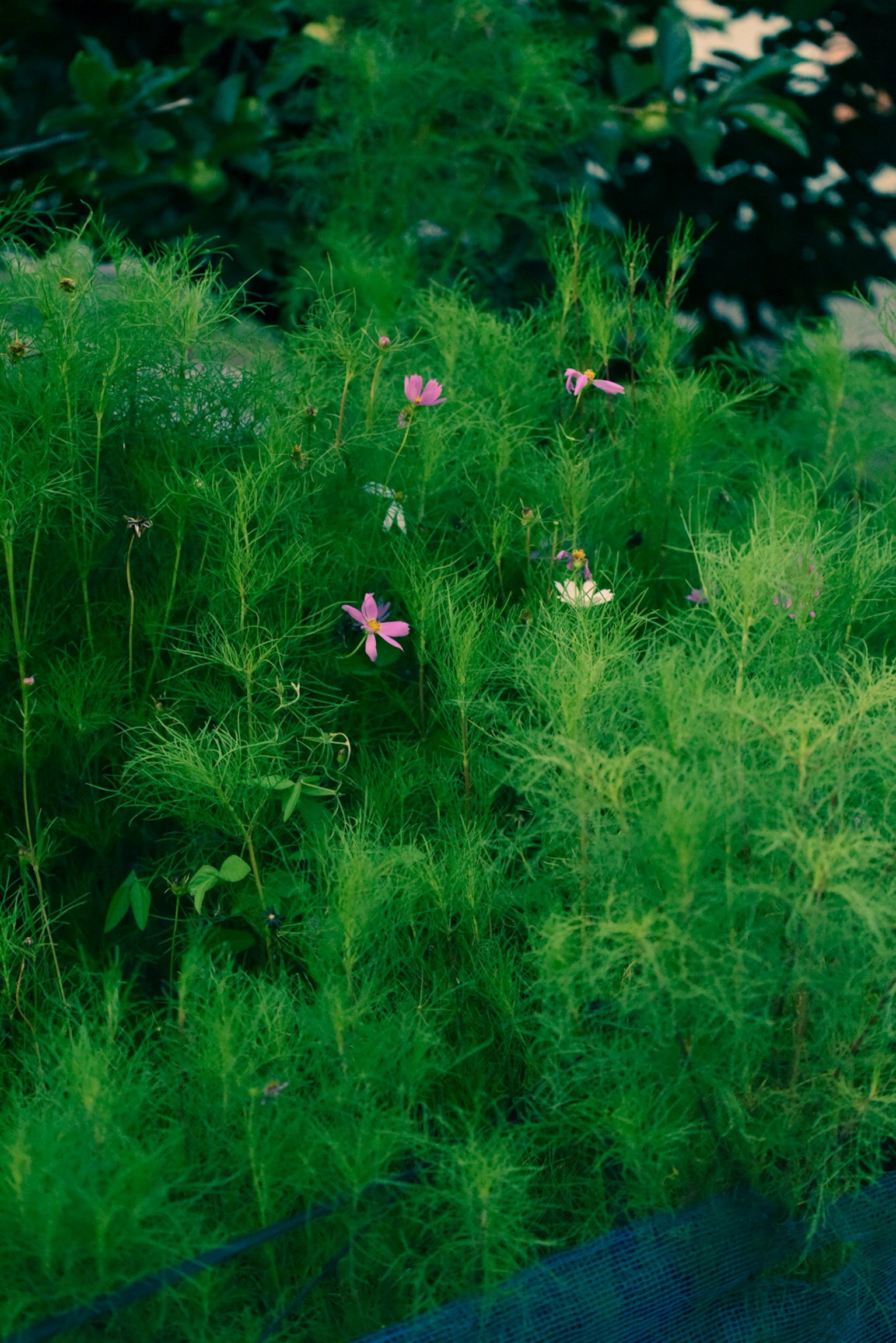 Piante verdi lussureggianti con piccoli fiori rosa visibili nella scena