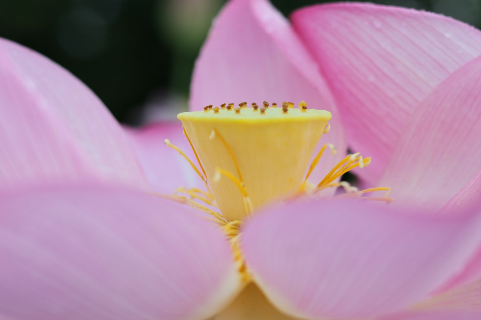 Primer plano de una hermosa flor de loto rosa con un centro amarillo