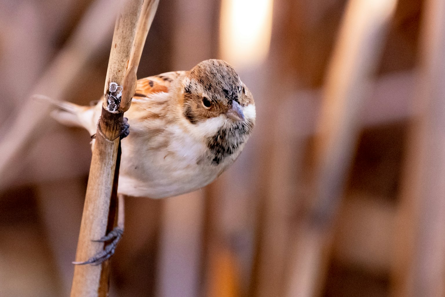 A small bird perched on a stem with a blurred brown plant background