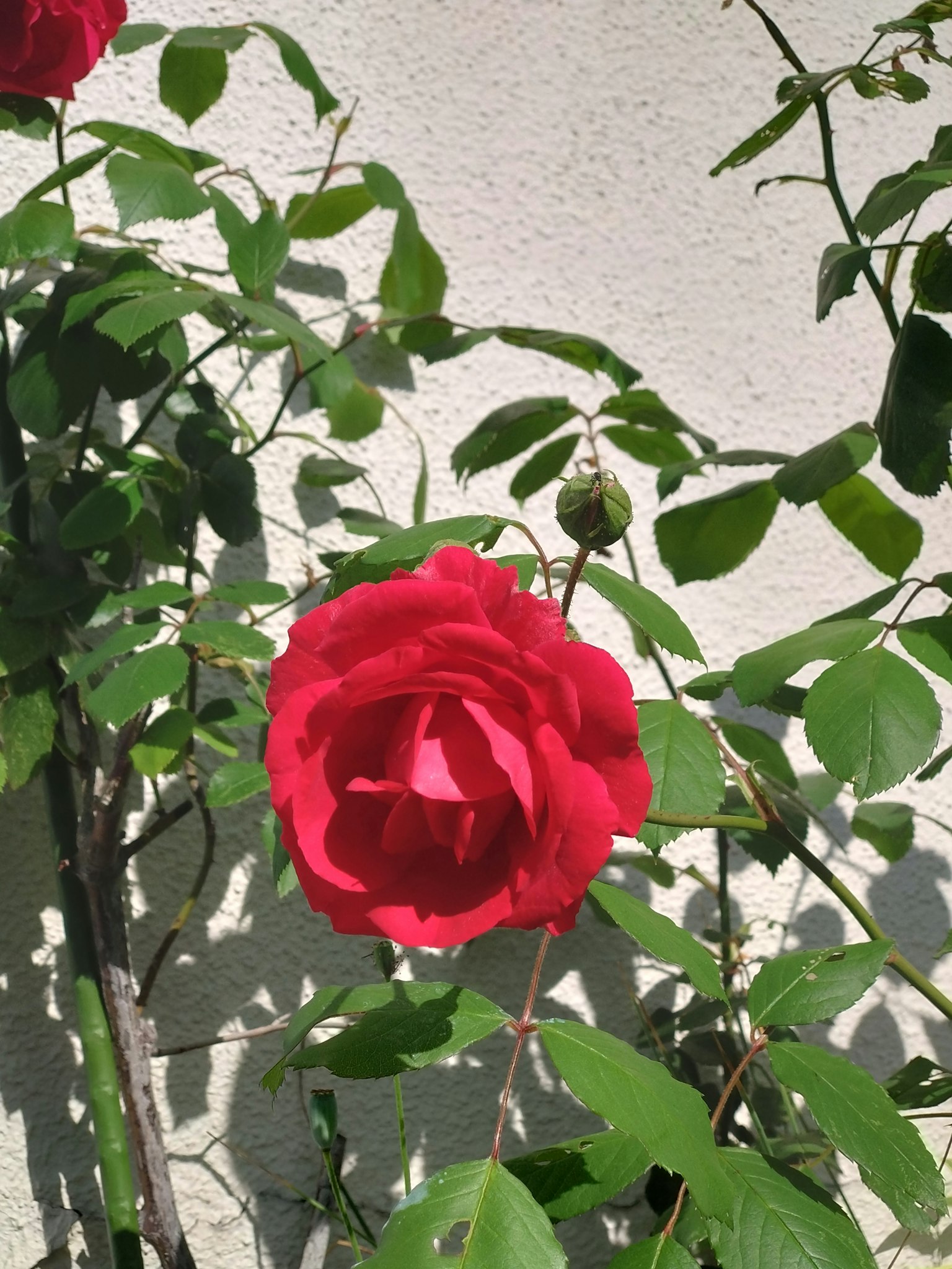 Une rose rouge en fleur entourée de feuilles vertes
