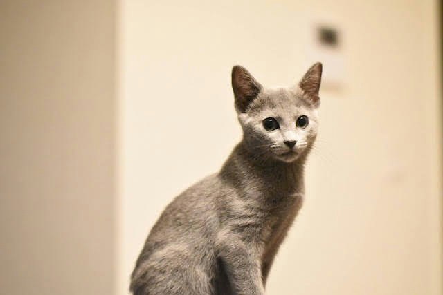 gato gris mirando en interior