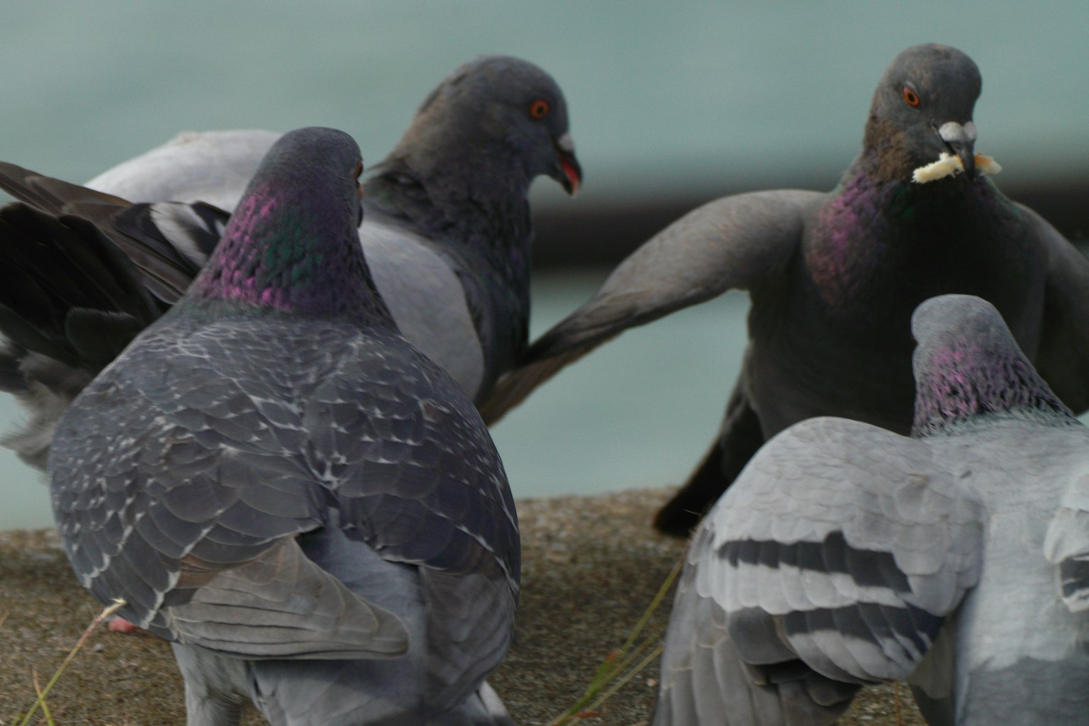 Un groupe de pigeons rassemblés avec des plumes grises et violettes
