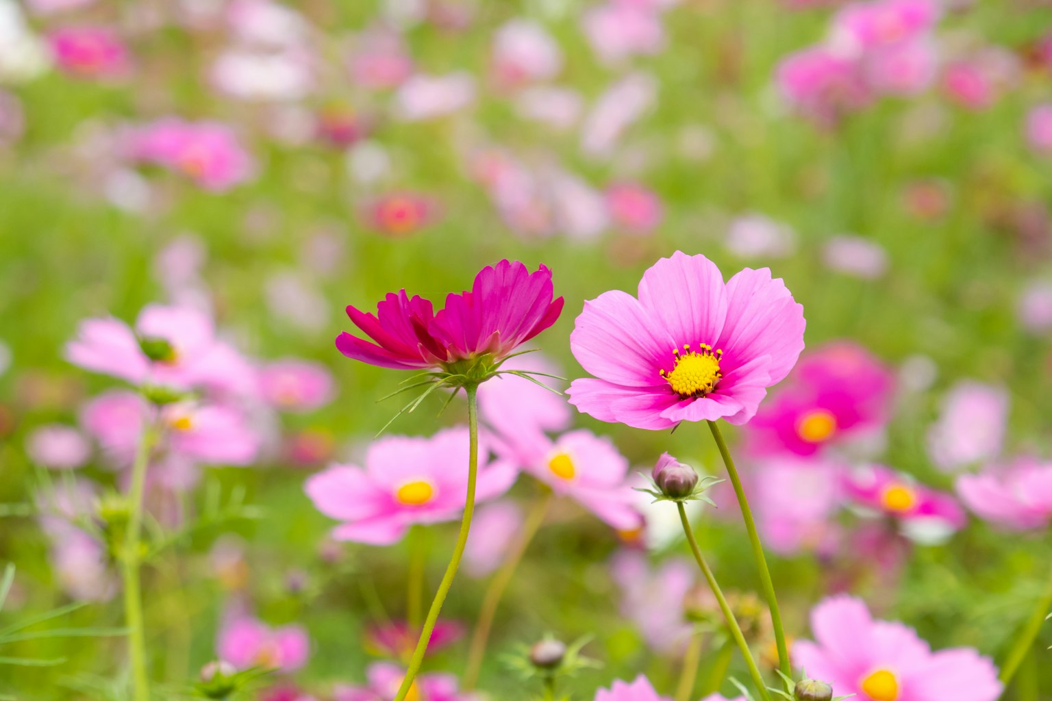 A vibrant field of blooming cosmos flowers in various shades of pink